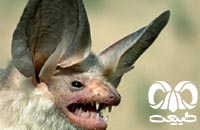 گونه خفاش بیابانی آسیای میانه  Central Asian Desert Bat 